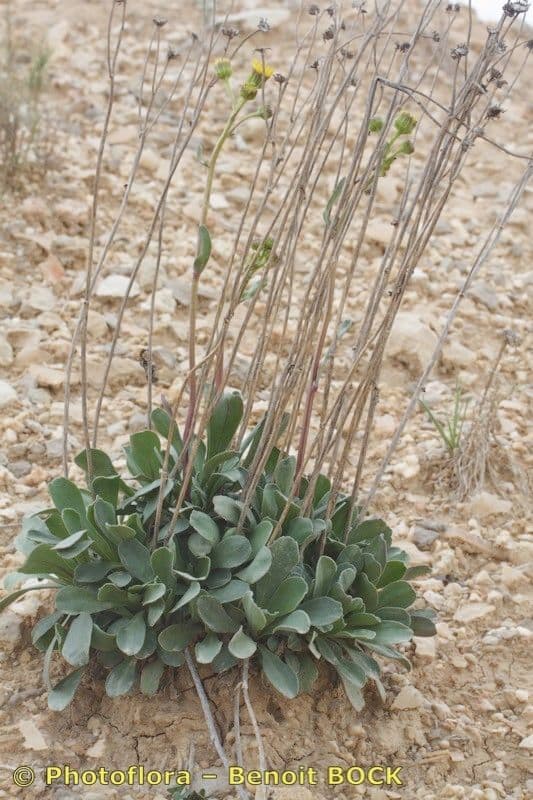 Senecione 3