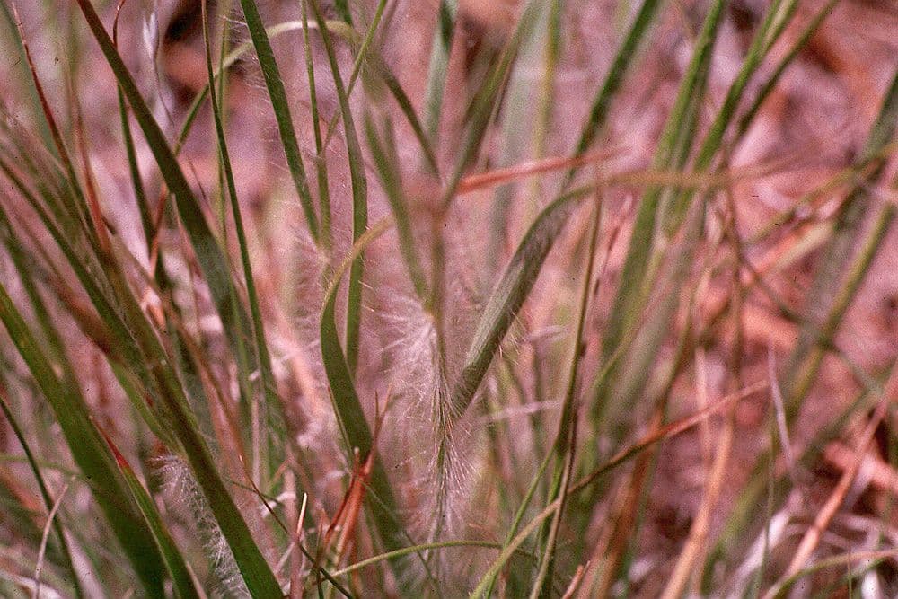Danthonia a una spiga 9