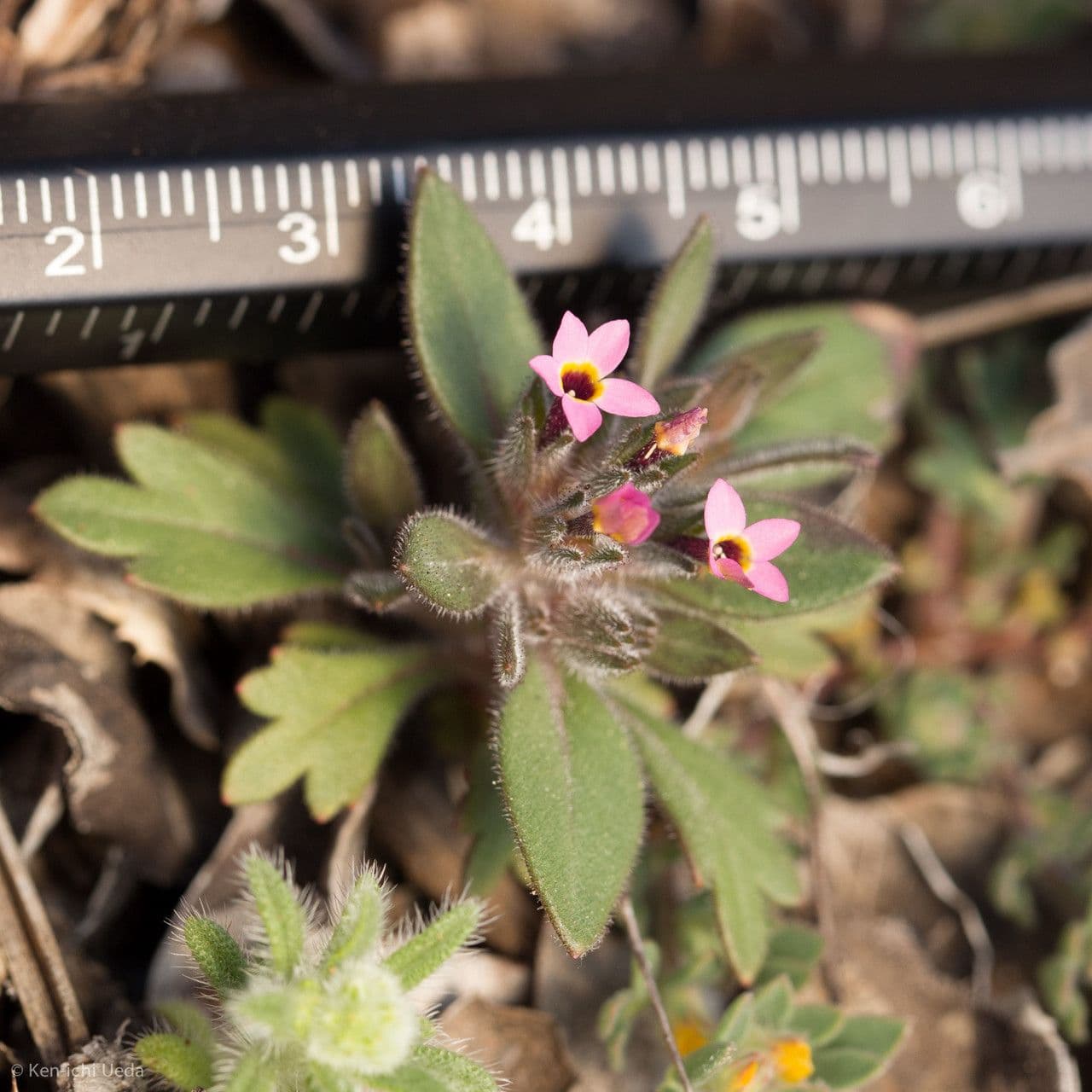Collomia 7