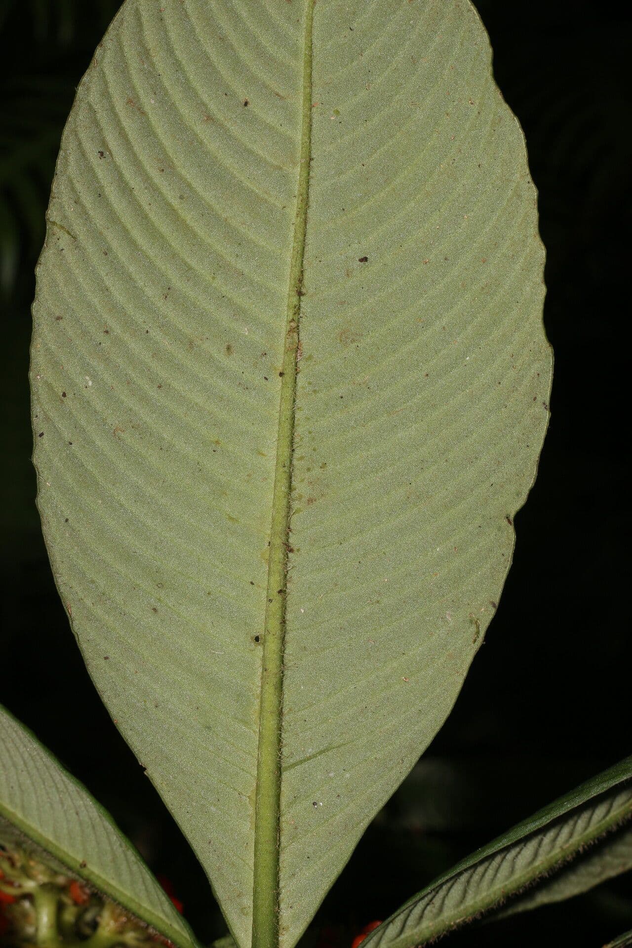 Polyphlebia 14
