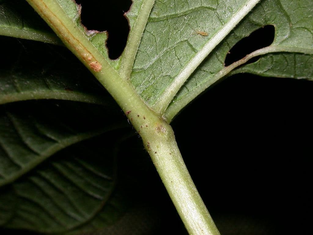 Ipomoea philomega 20
