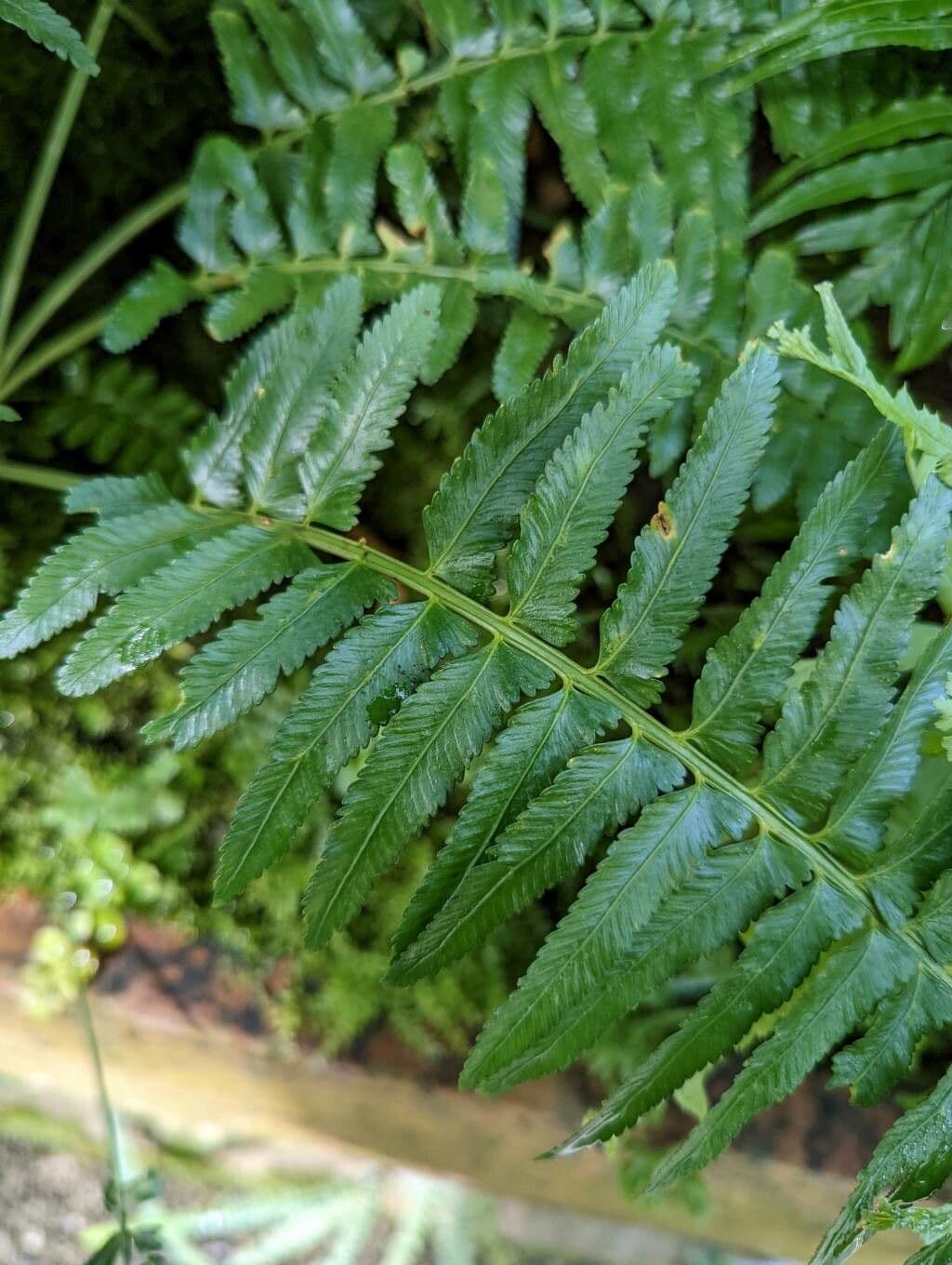 Asplenium 4