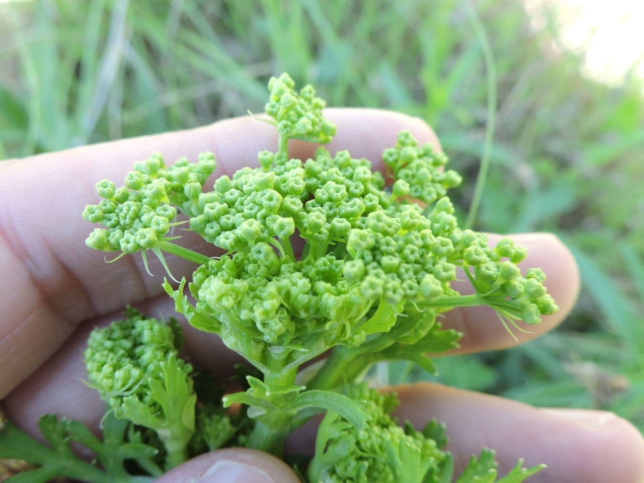 Polytaenia 13