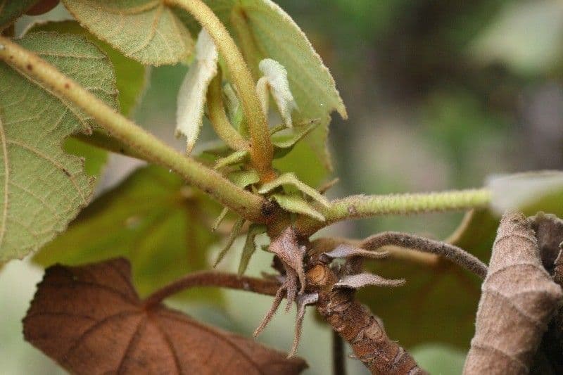 Dombeya 22
