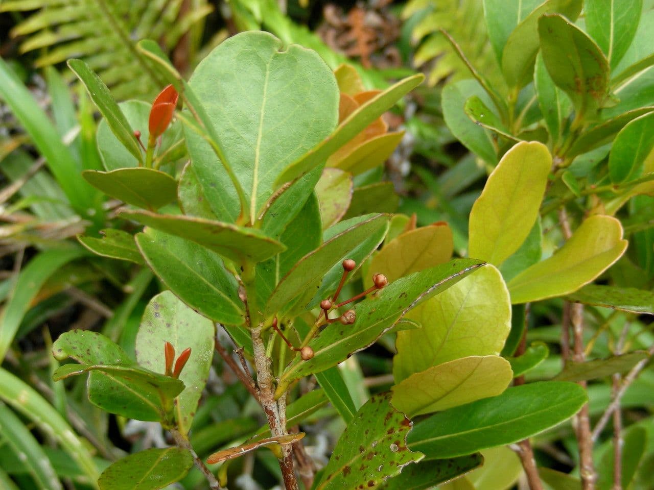 Austrobuxus 5