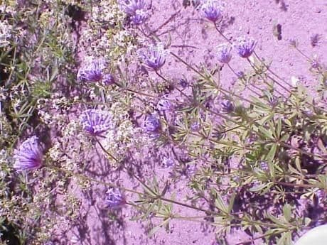 Asperula 8