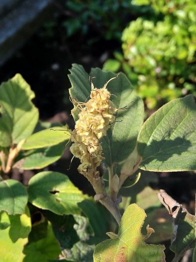 Fothergilla di Garden 2