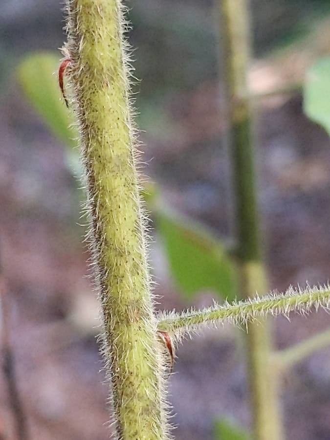 Lespedeza lysá 19