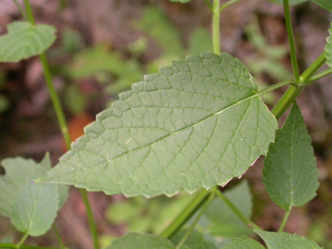 Agastache nepentoide 14