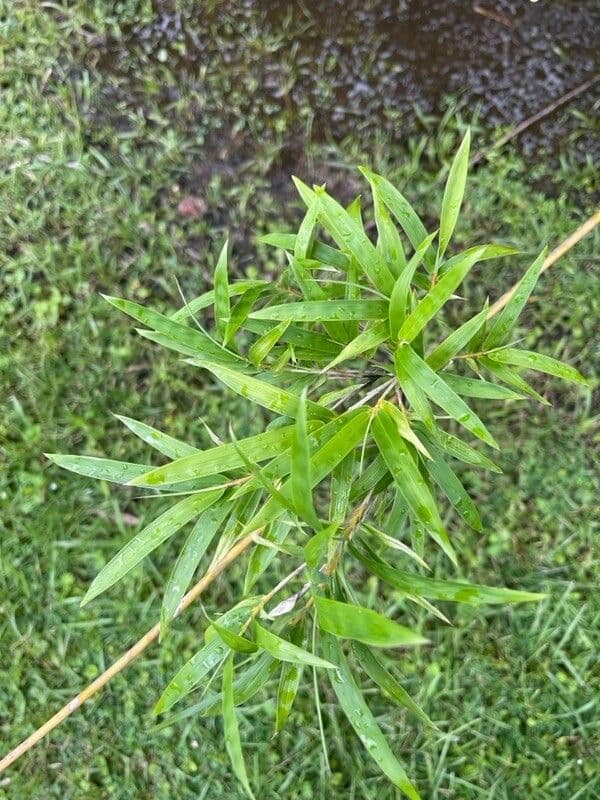 Bambù marmorizzato