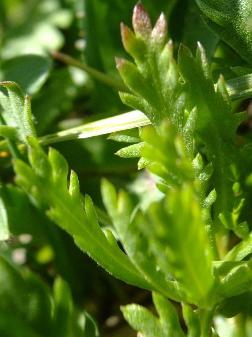 Achillea erba-rotta 14