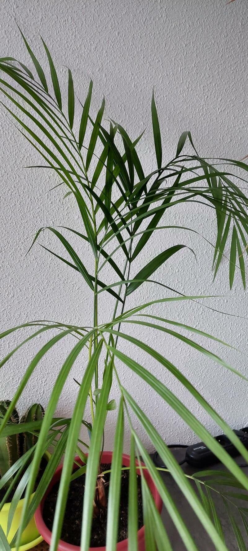 Chamaedorea 11