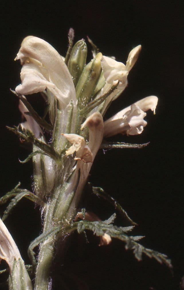 Pedicularis comosa