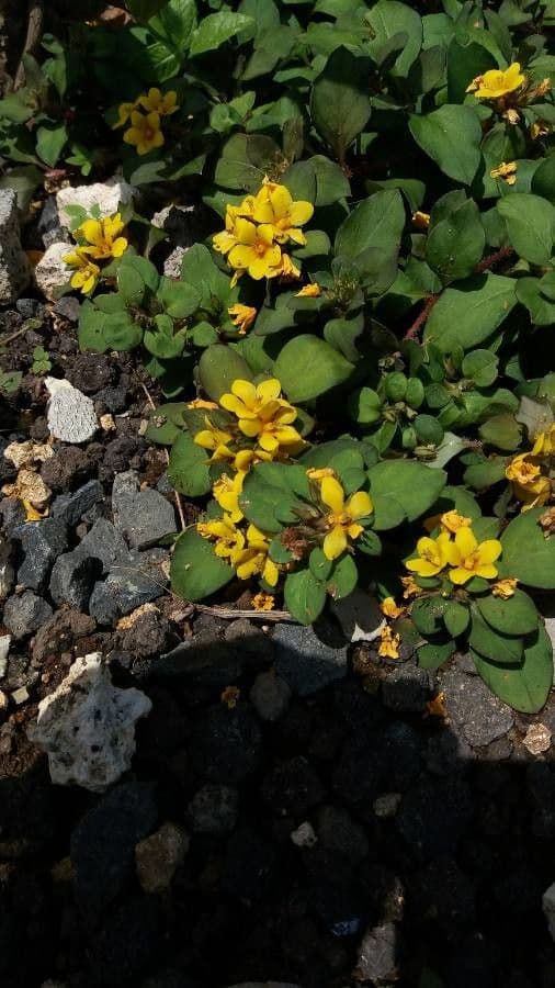 Lysimachia congestiflora 6