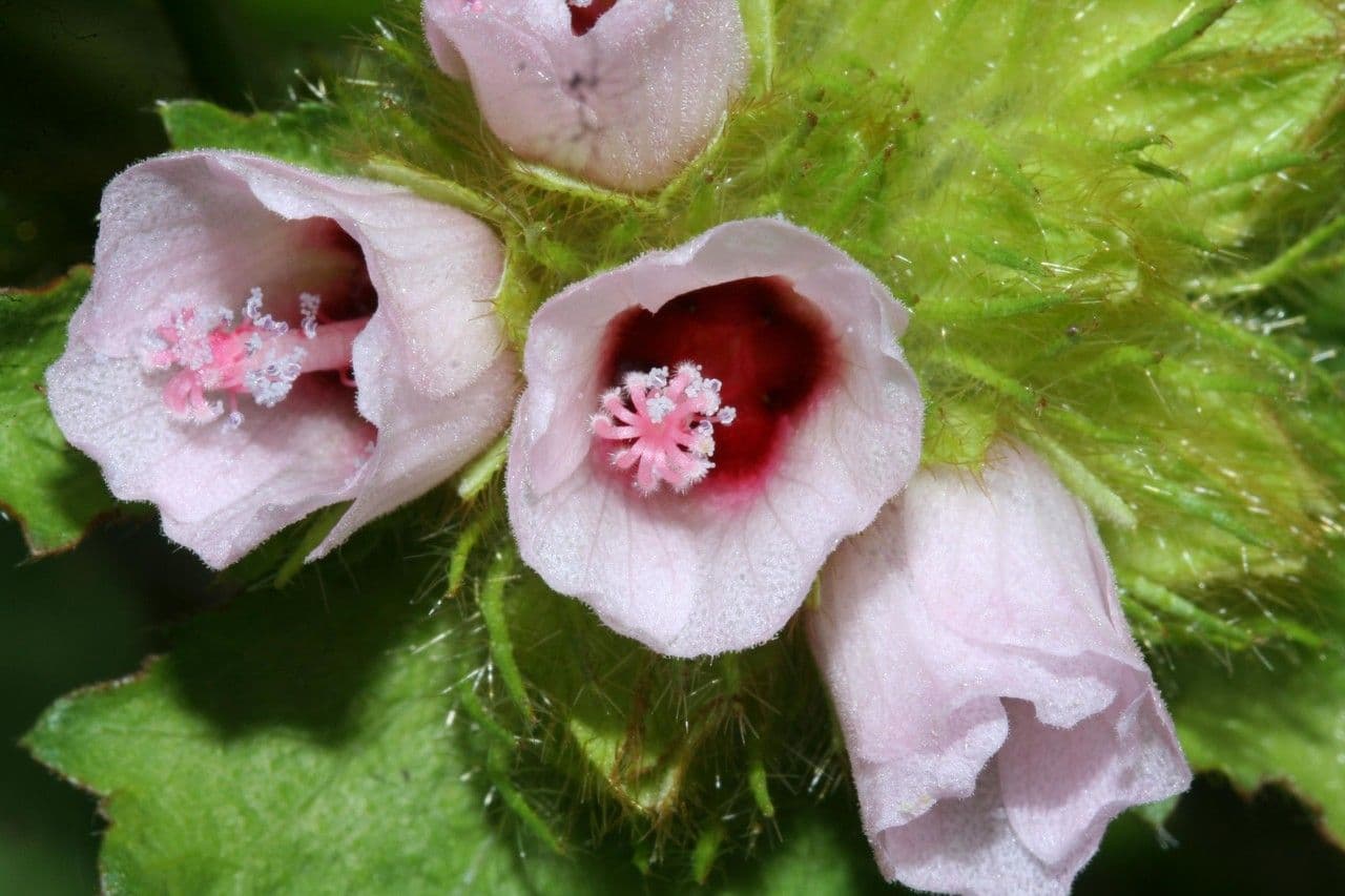 Malachra radiata 4