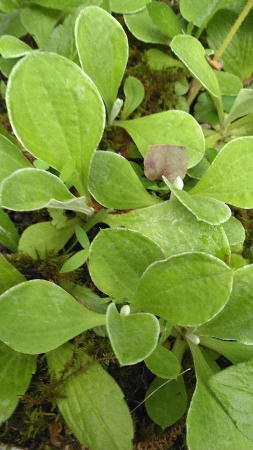 Antennaria de hoja de llantén 18