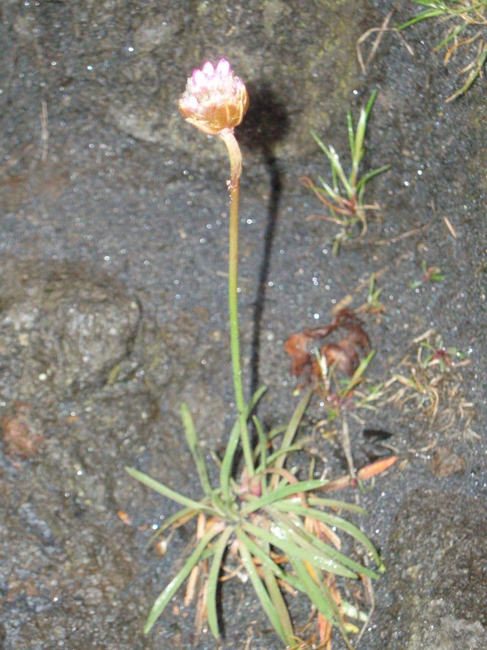 Armeria 20