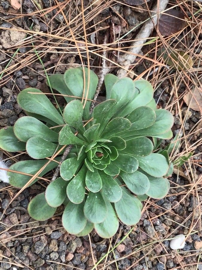 Aeonium 14