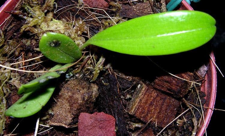 Masdevallia