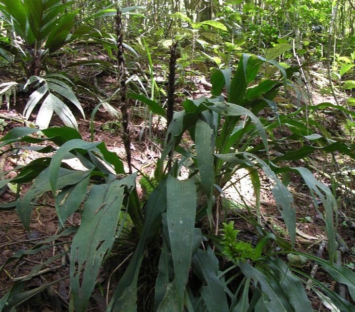 Pitcairnia 9