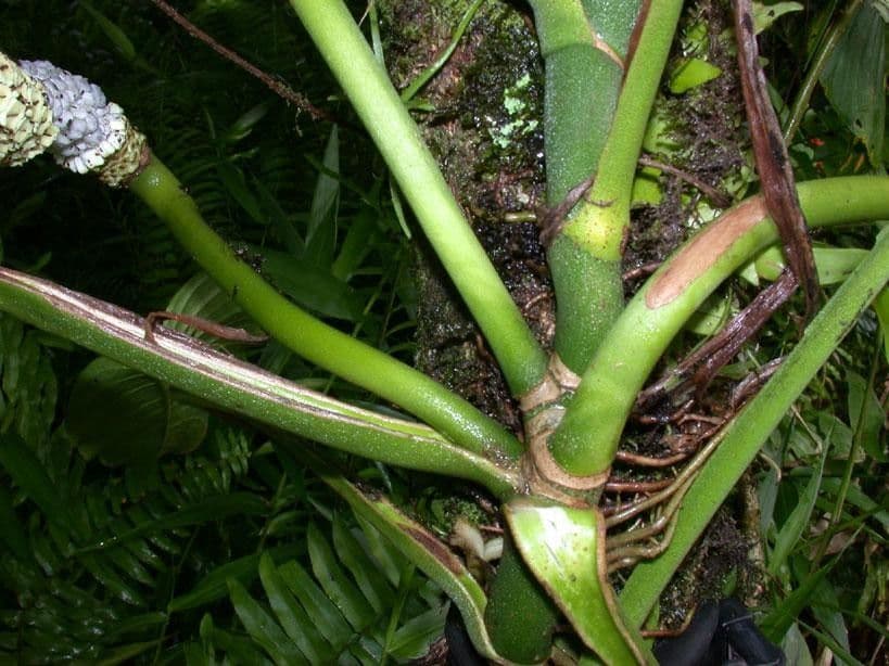 Monstera adansonii 23