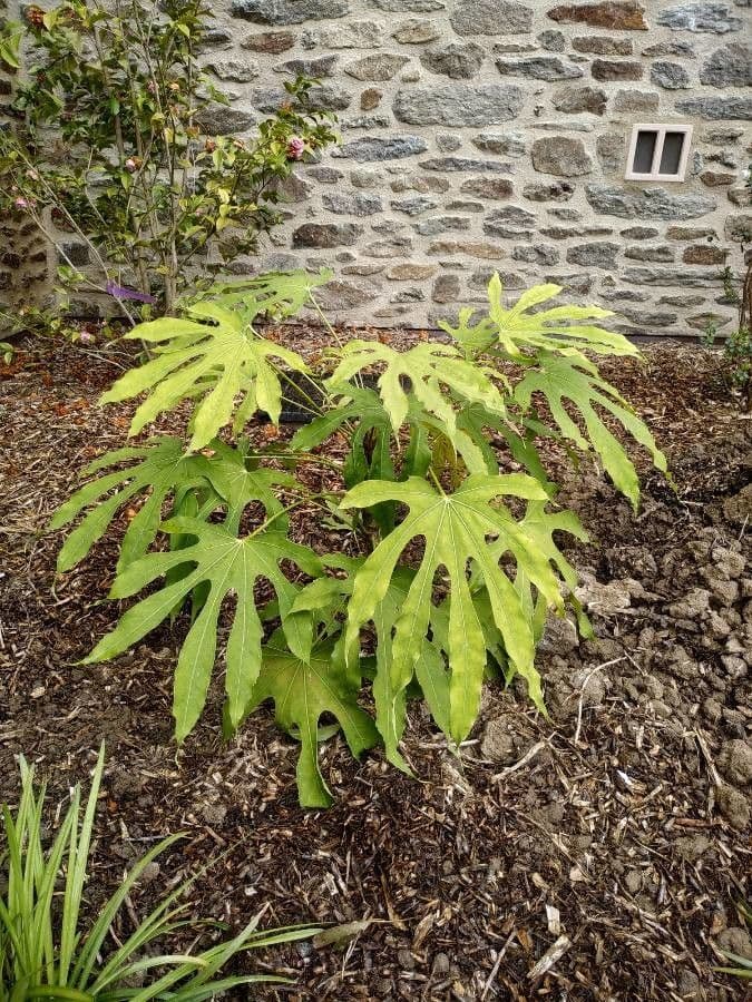 Fatsia 9