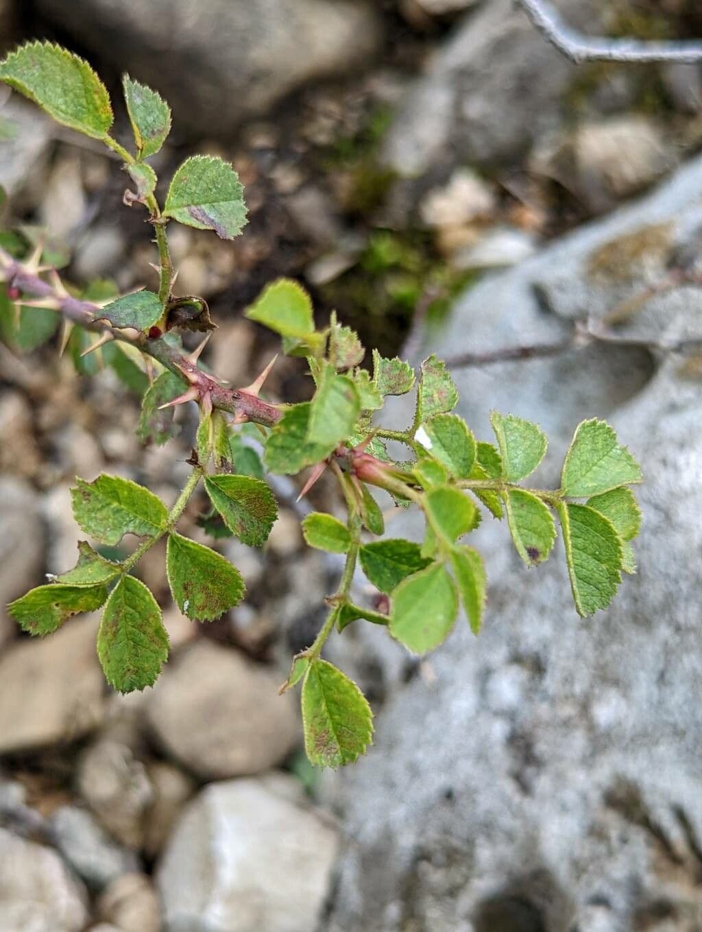 Graublättrige Rose 5