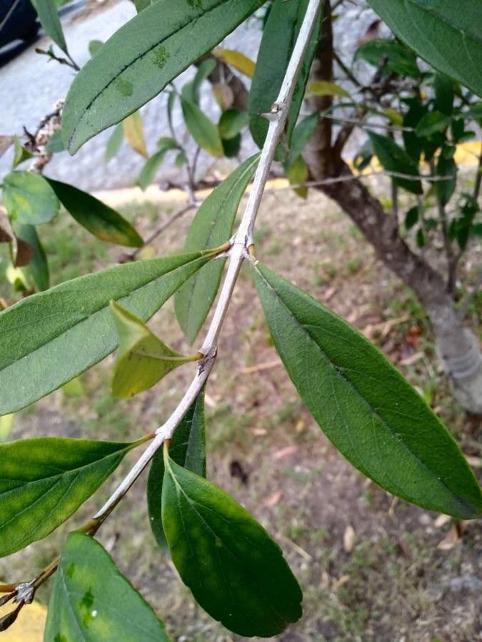 Citharexylum 15