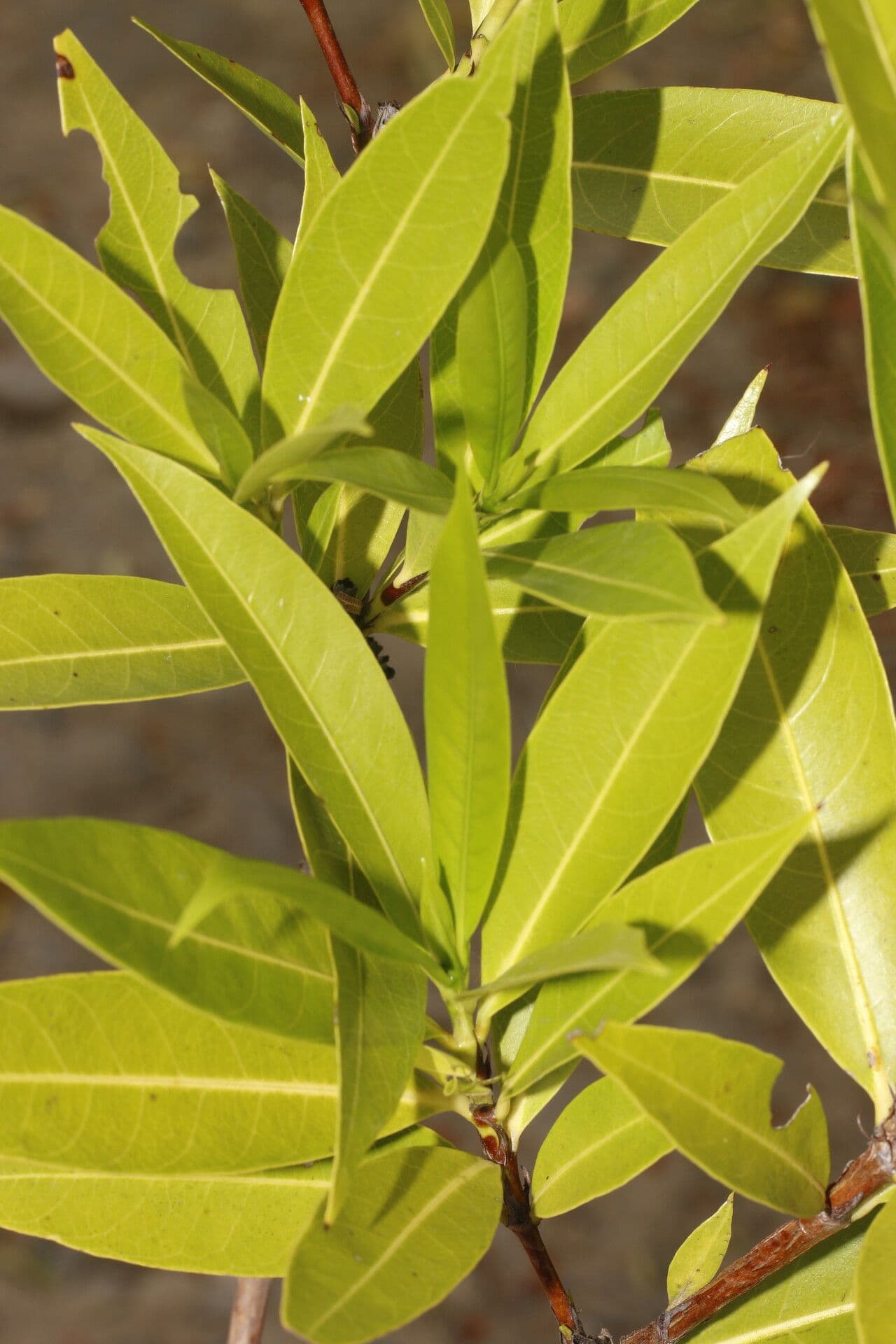 Alibertia edule 15