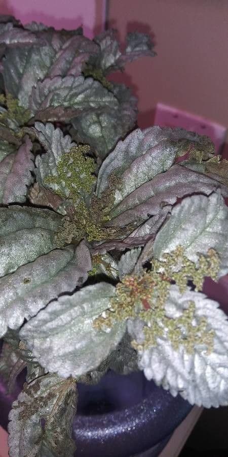 Pilea