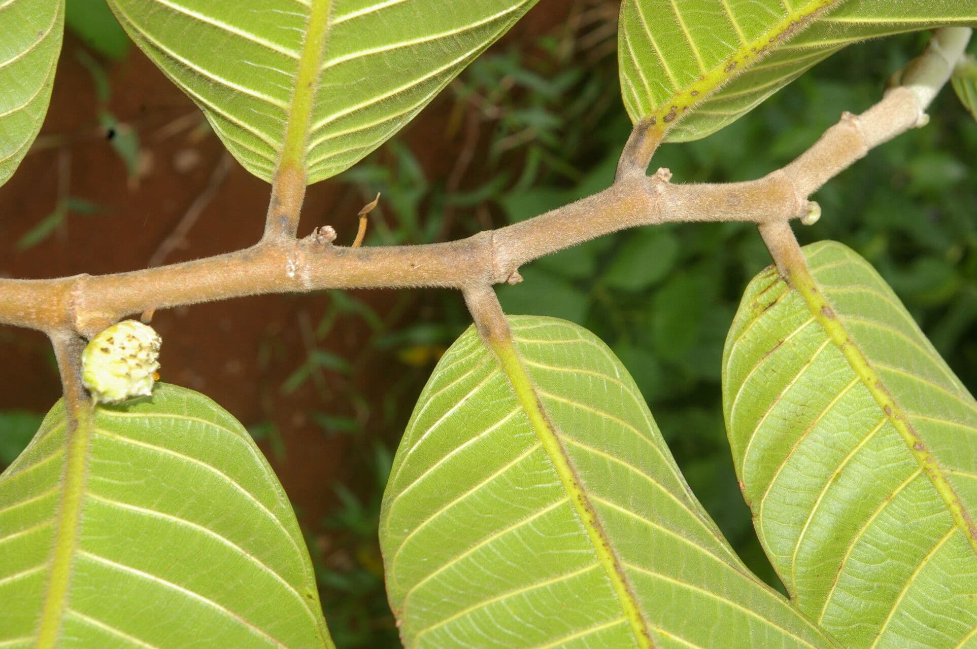 Perebea guianensis 7