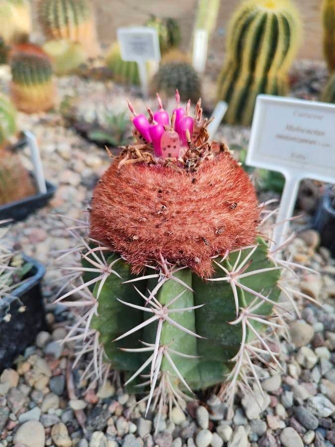 Melocactus nain 16