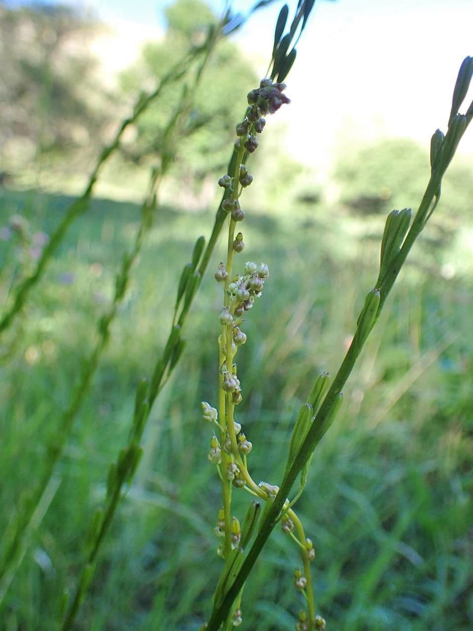 Giuncastrello palustre 12