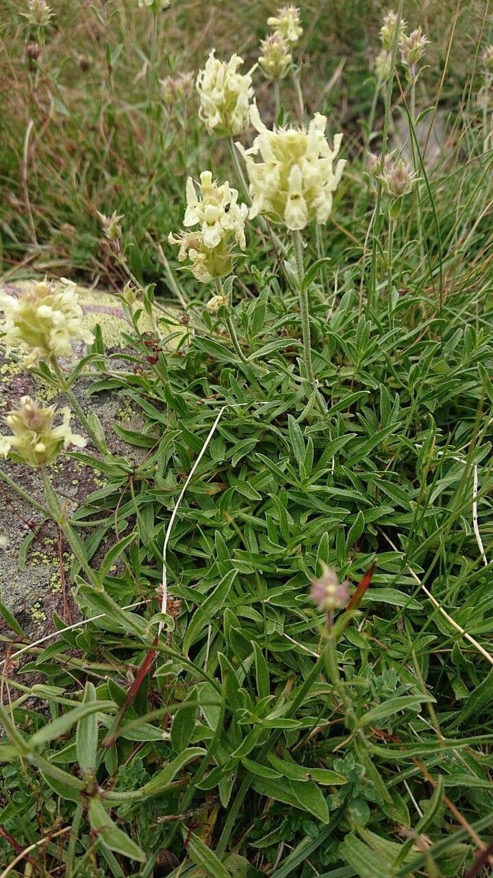 Sideritis hyssopifolia 18