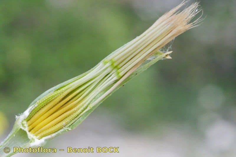 Třapatka Crocus
