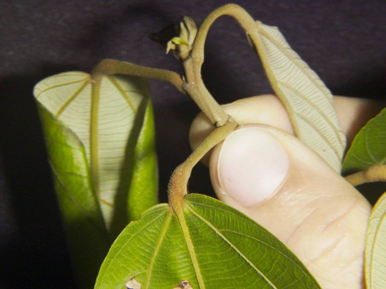 Apeiba 21