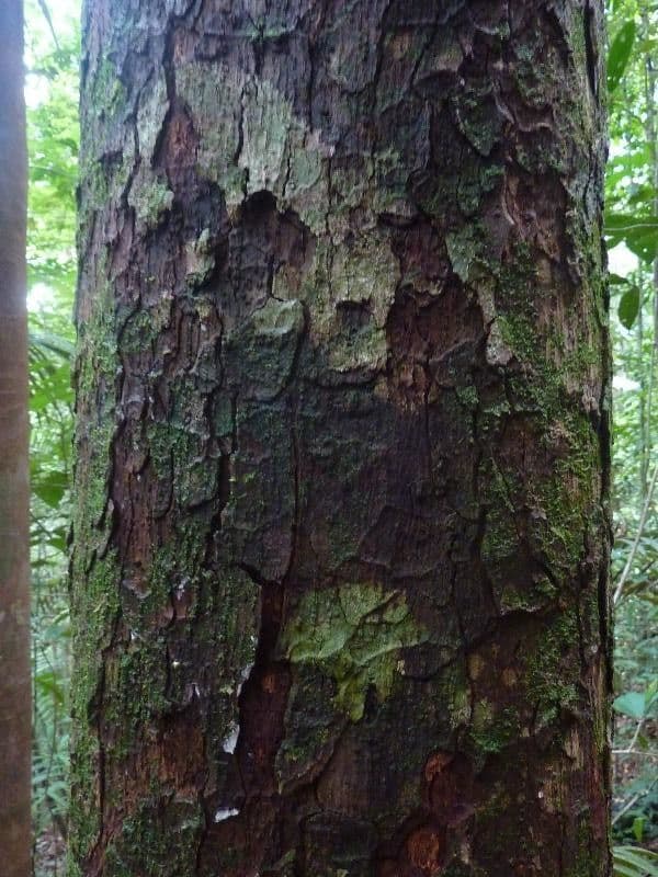 Pouteria venosa 5