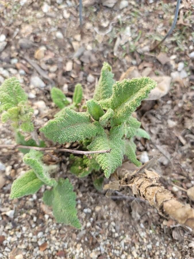Salvia spathacea 13