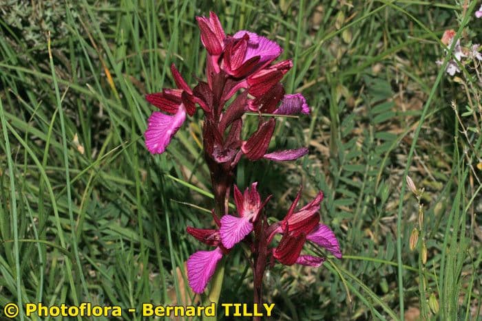 Orchis papillon 18