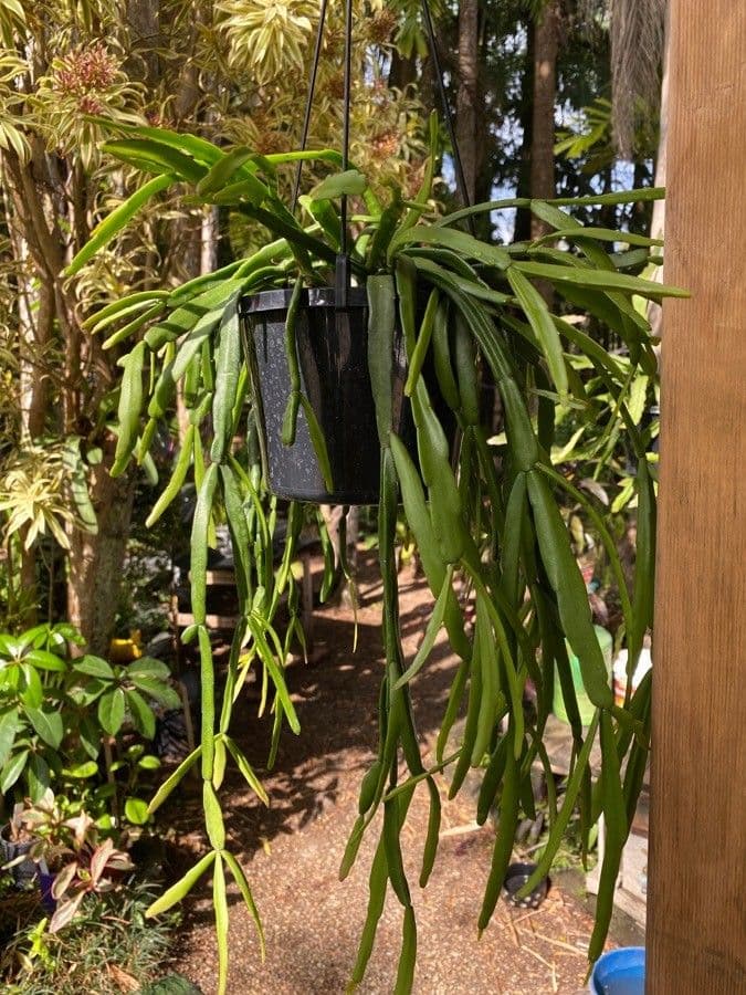Rhipsalis micrantha 5