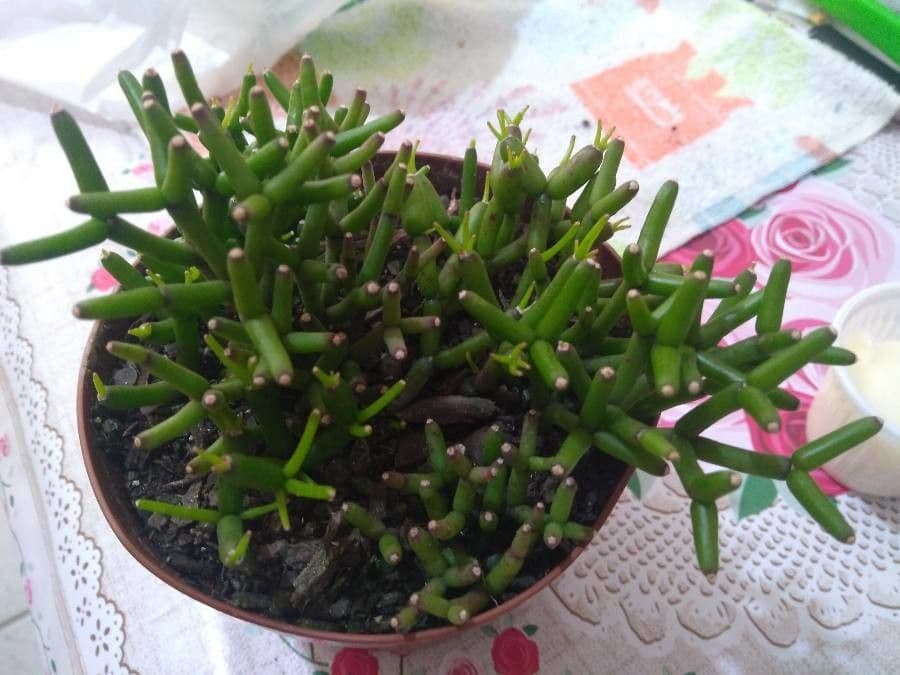 Cactus vischio 7