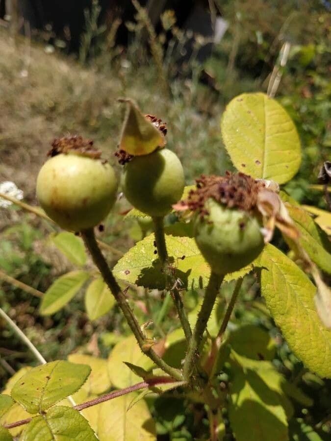 Rosa dei prati 3