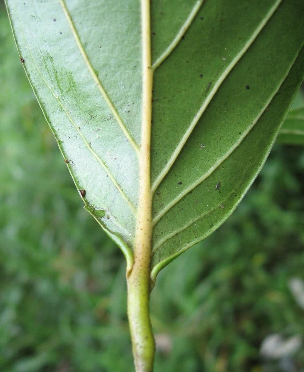 Nectandra 25
