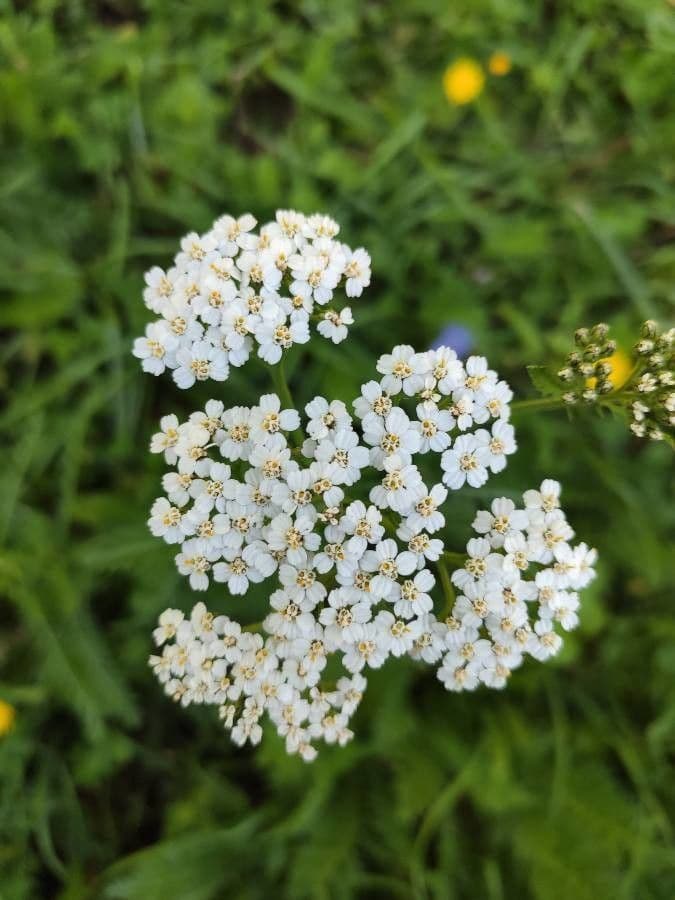 Edel-Schafgarbe 6