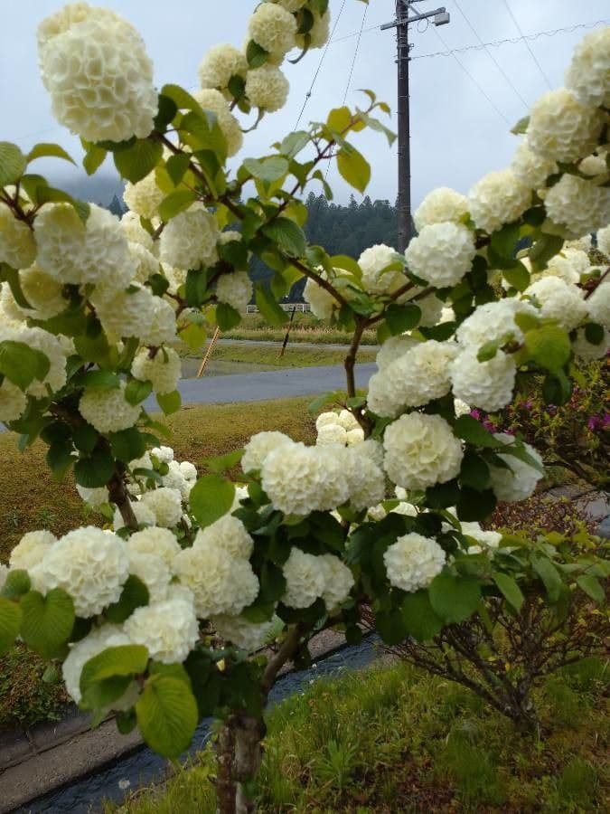 Reeve's spiraea 13
