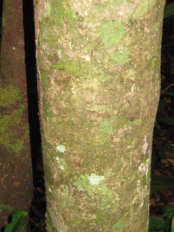Schefflera 7