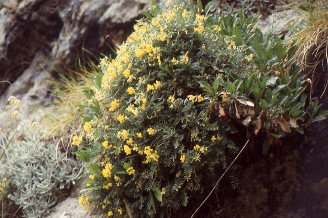 Ipocreptide delle Baleari 6