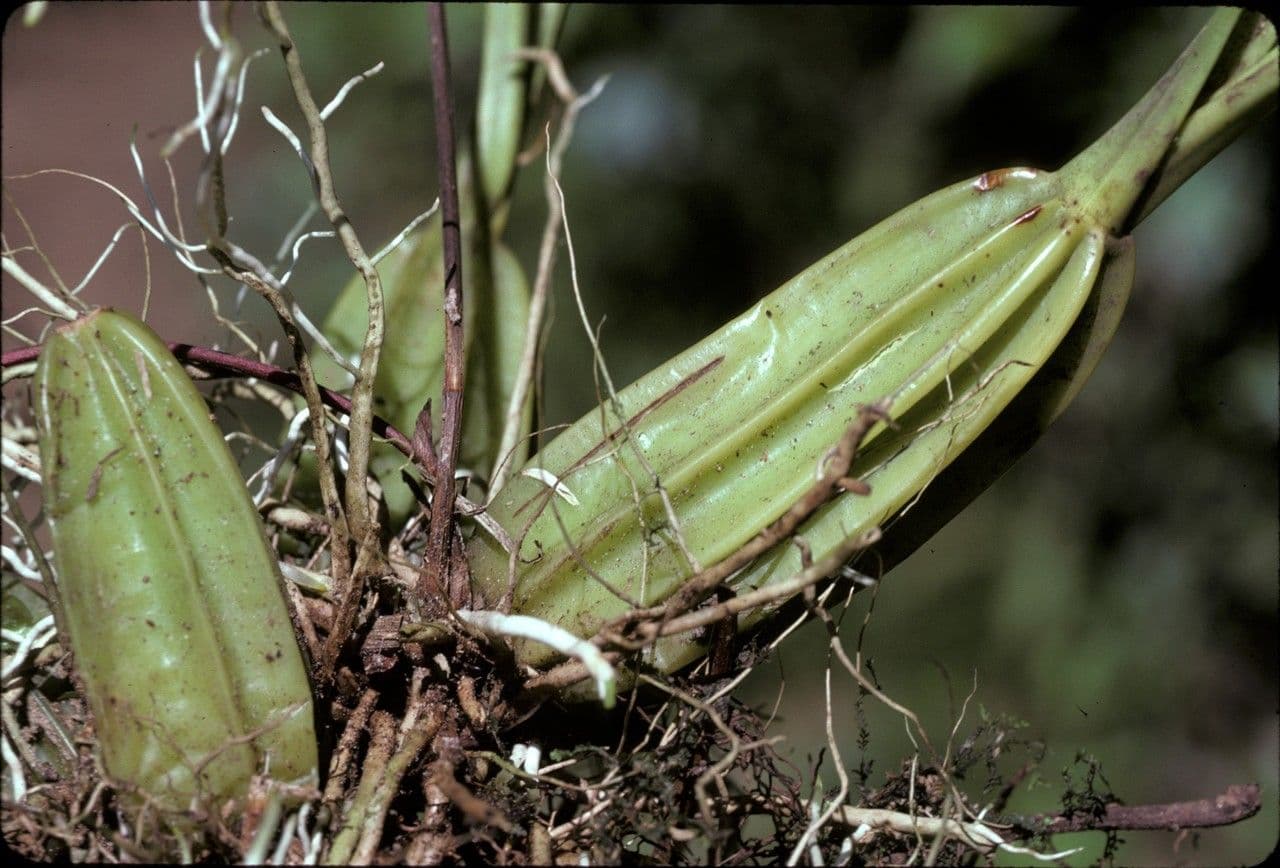 Gongora 6
