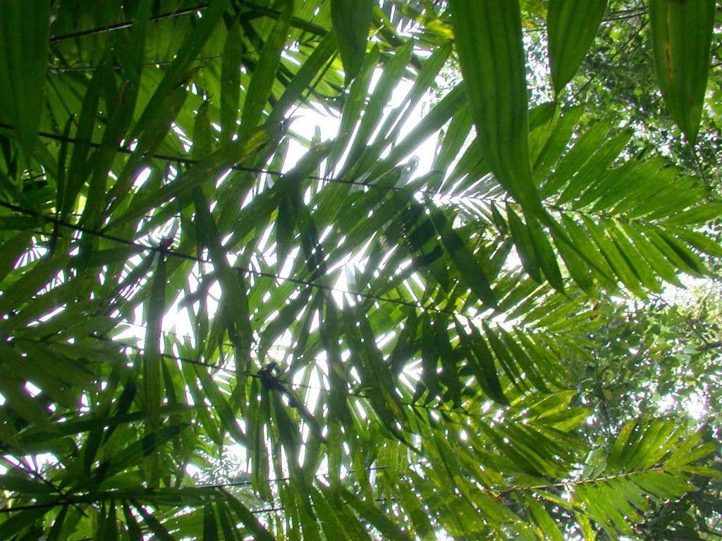 Bactris 11