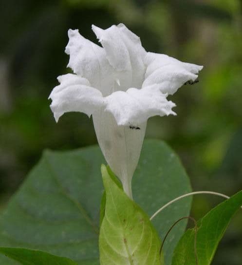 Ruellia 4